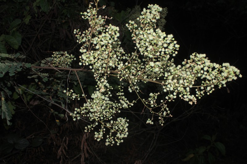 Pseudalbizzia subdimidiata photo 2