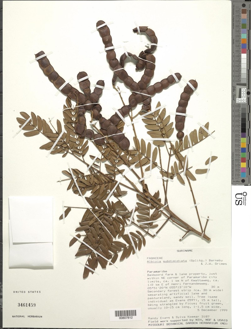Pseudalbizzia subdimidiata var. subdimidiata