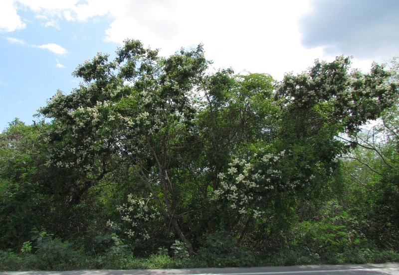 Pseudalbizzia tomentosa photo 2