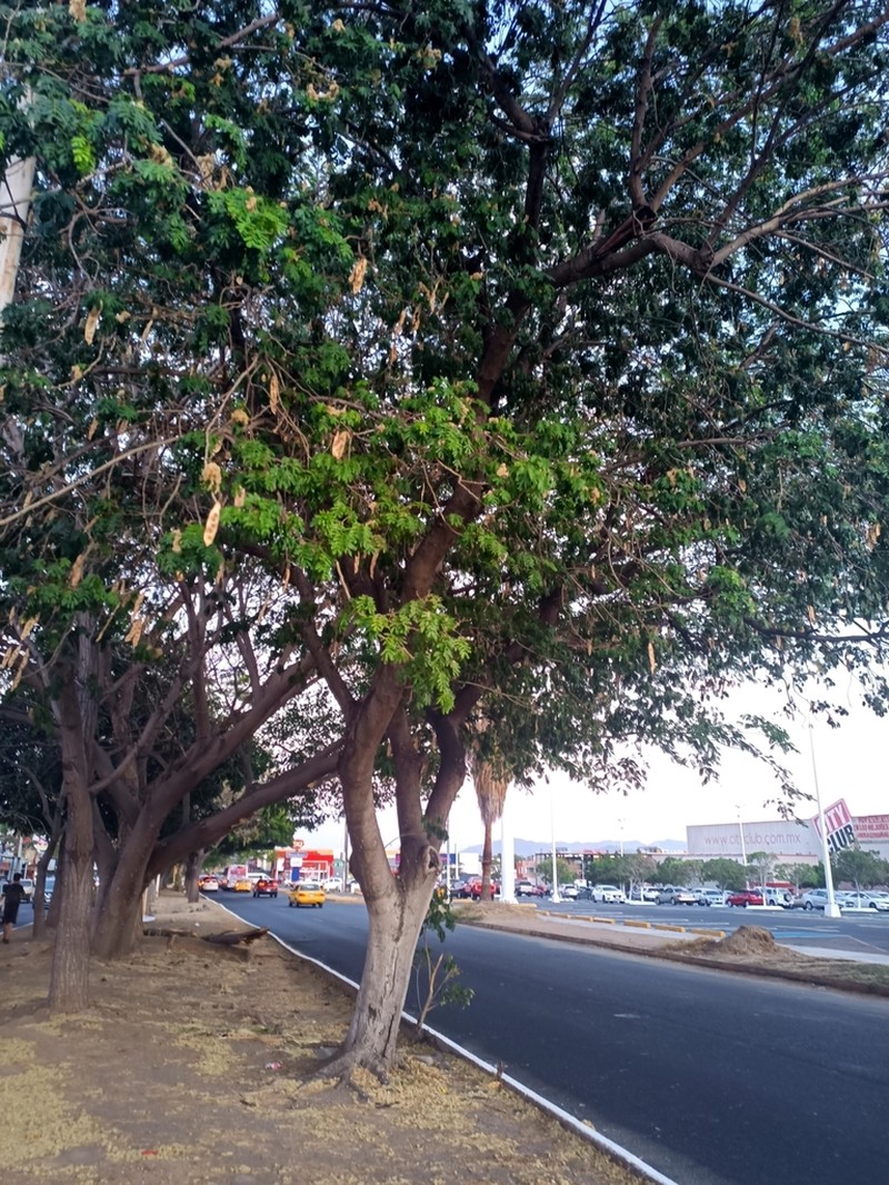 Pseudalbizzia tomentosa photo 3