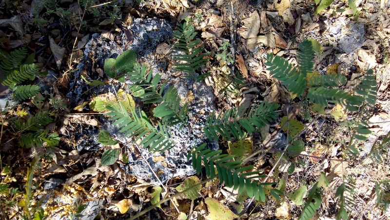 Pseudalbizzia tomentosa photo 5