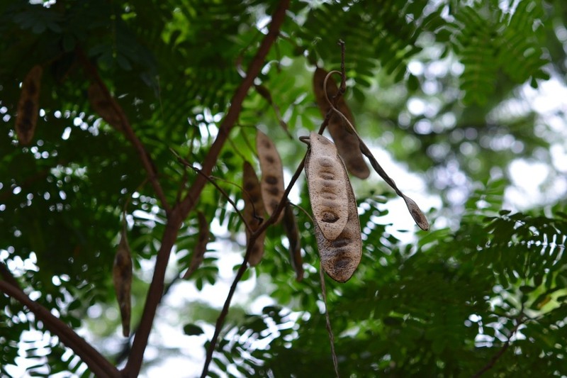 Pseudalbizzia tomentosa photo 6