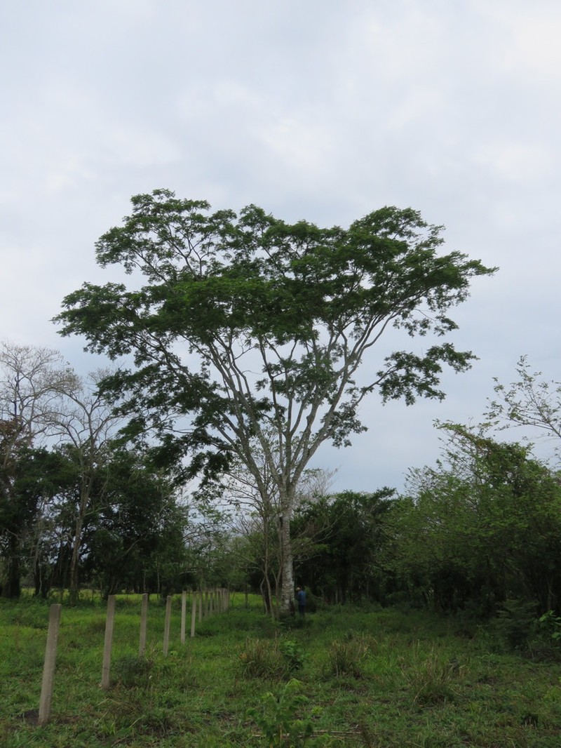 Pseudalbizzia tomentosa photo 7