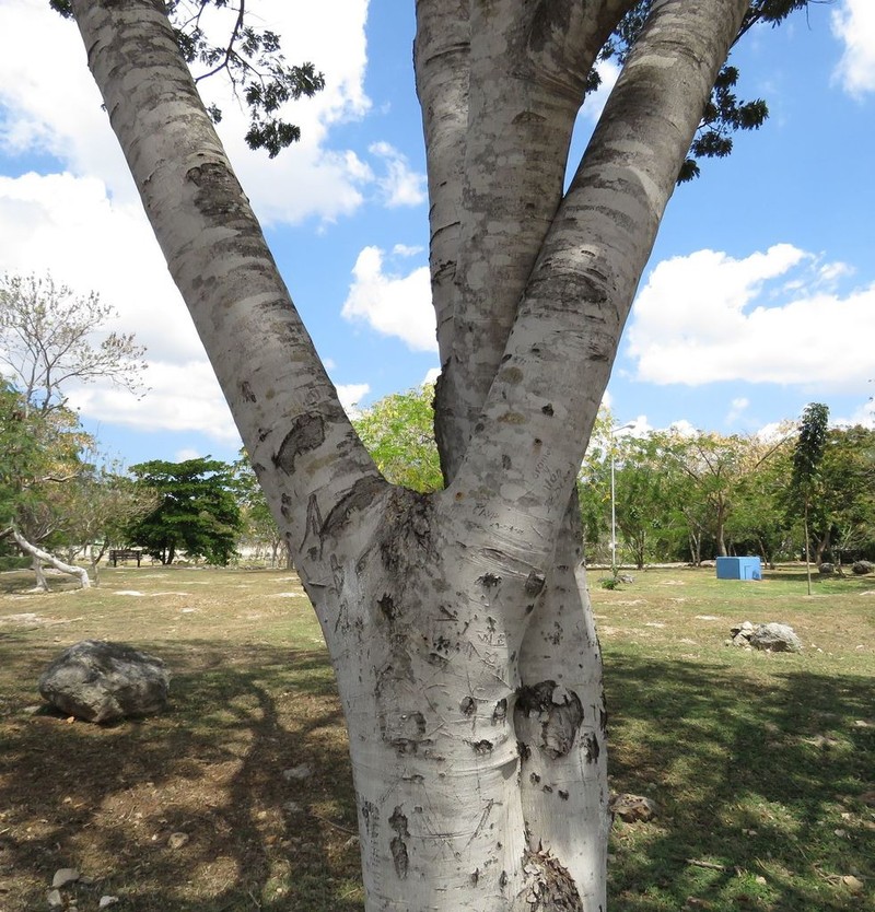 Pseudalbizzia tomentosa photo 8