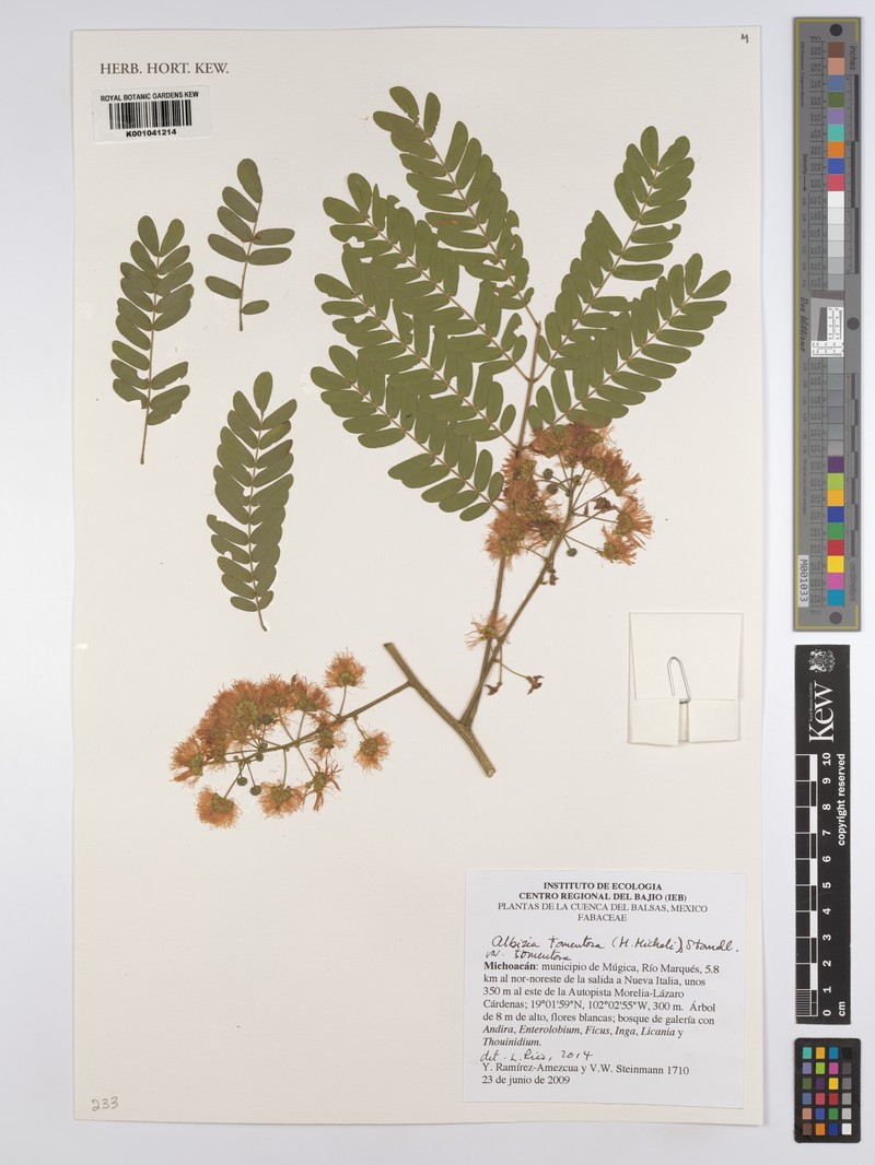 Pseudalbizzia tomentosa var. tomentosa