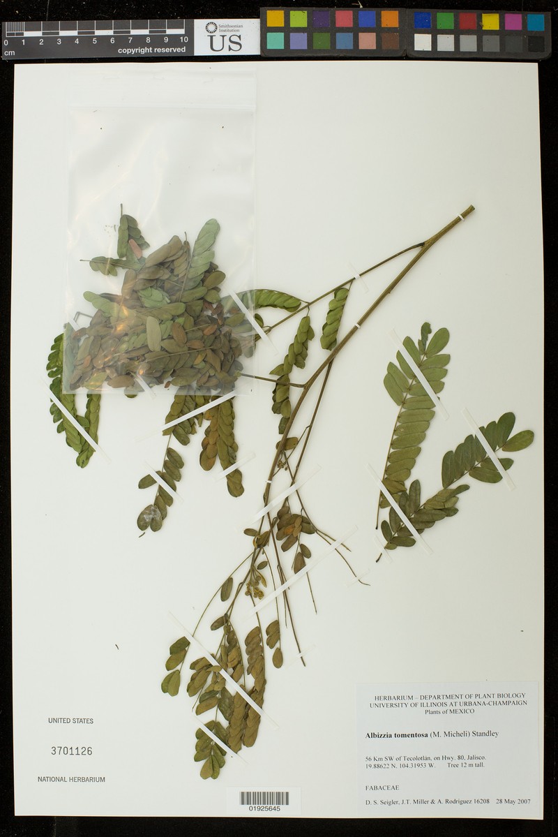 Pseudalbizzia tomentosa var. tomentosa photo 2