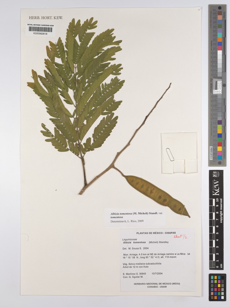 Pseudalbizzia tomentosa var. tomentosa photo 3