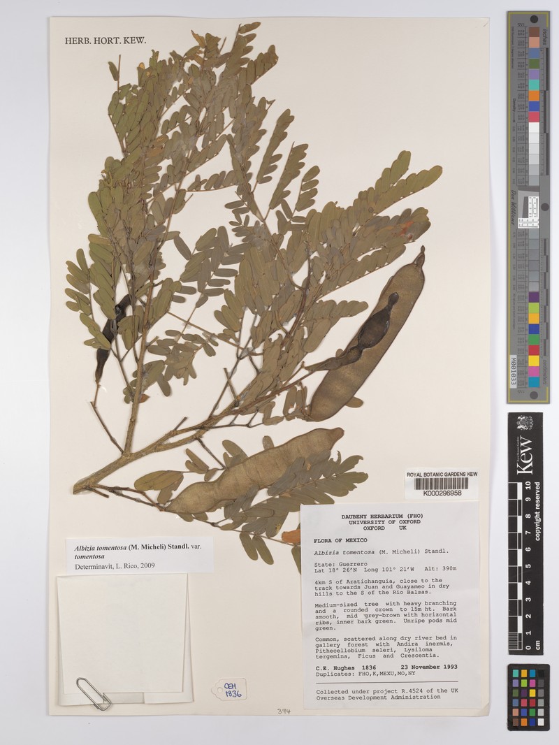 Pseudalbizzia tomentosa var. tomentosa photo 4