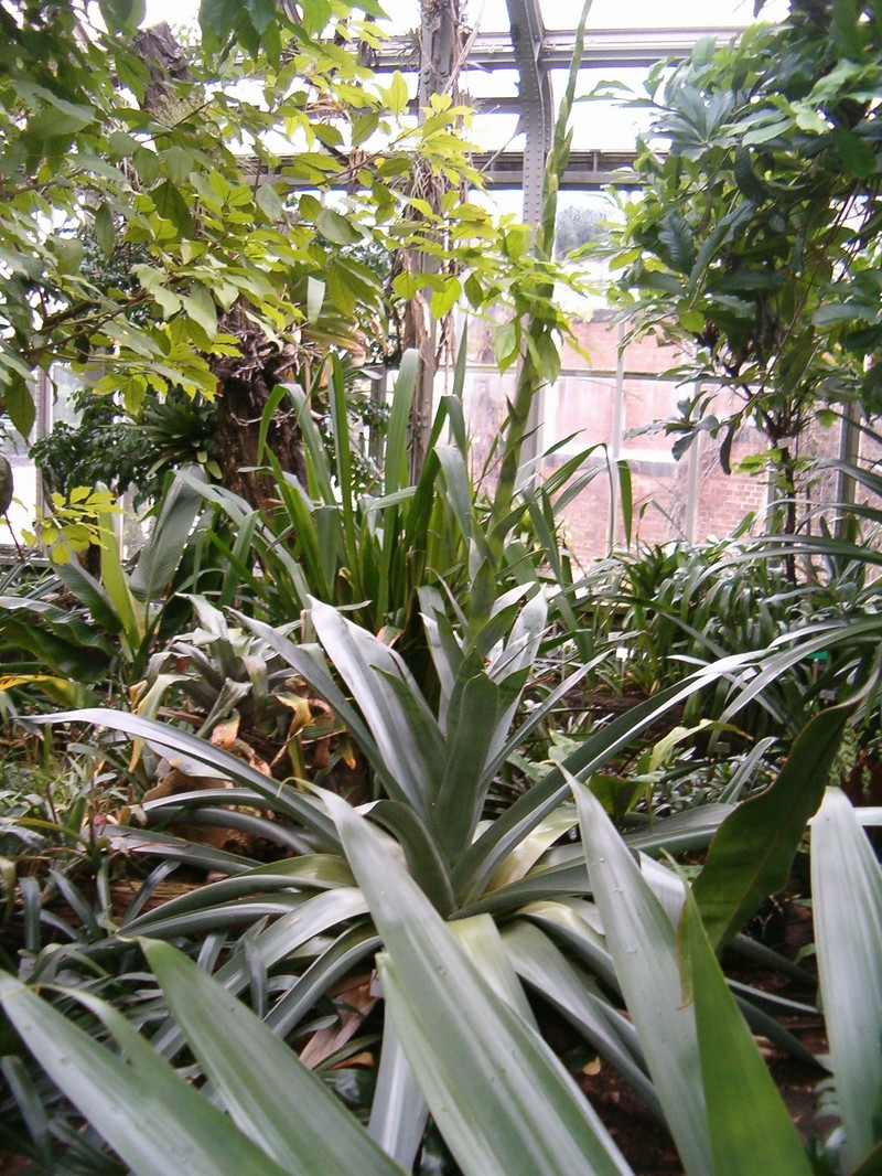 Pseudalcantarea grandis