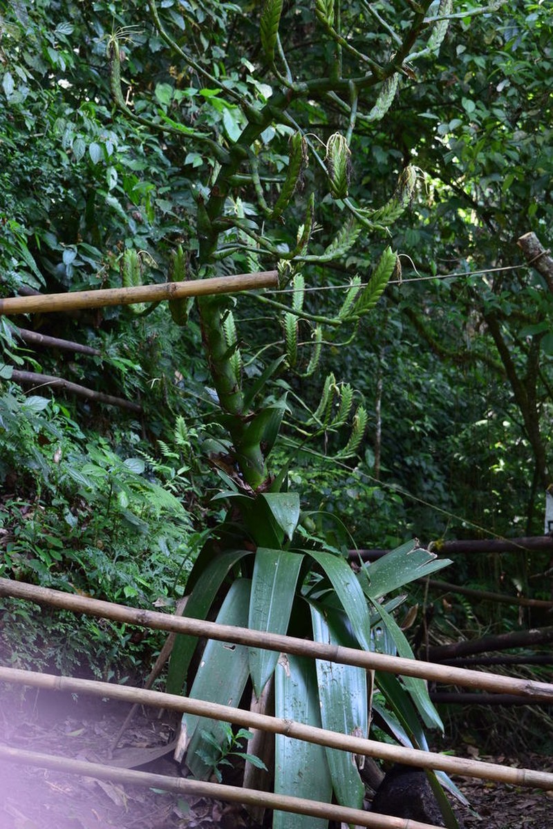 Pseudalcantarea grandis photo 2