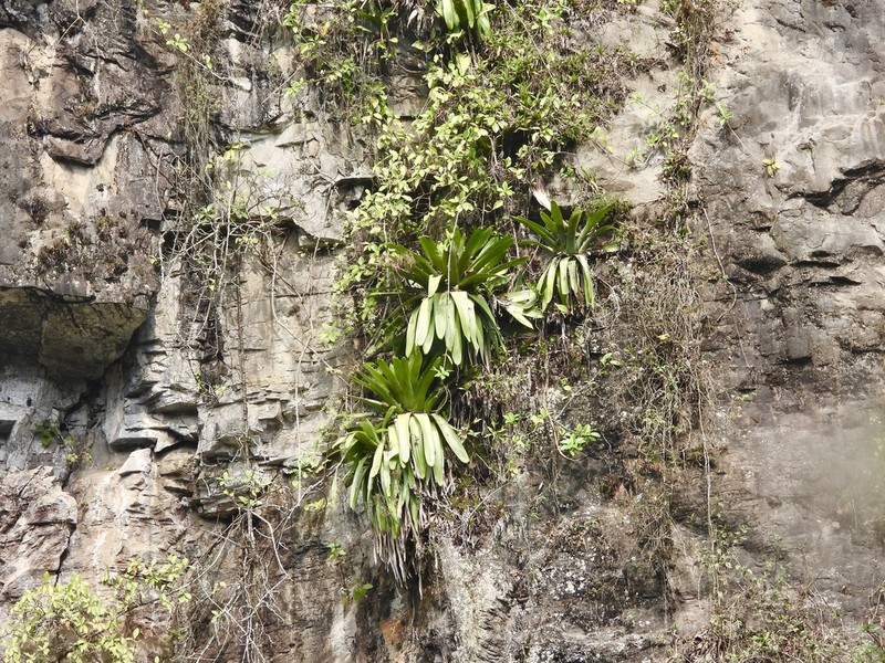 Pseudalcantarea grandis photo 3