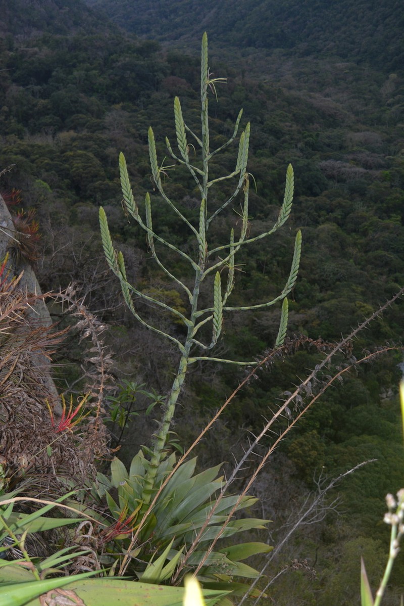 Pseudalcantarea grandis photo 4