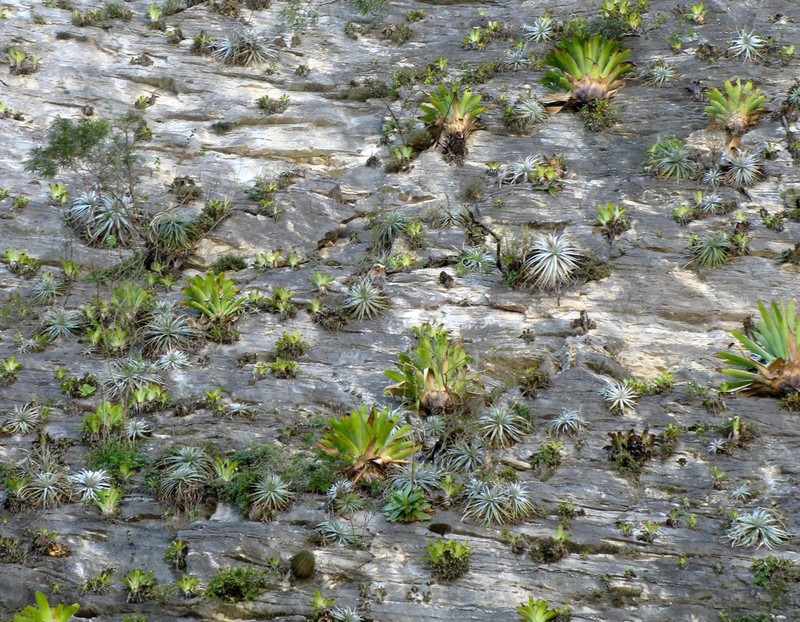Pseudalcantarea grandis photo 5