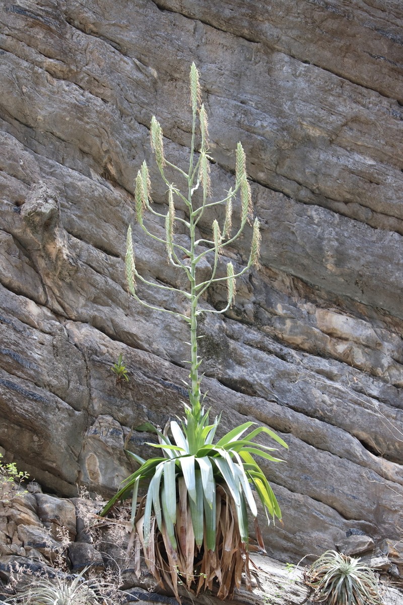 Pseudalcantarea grandis photo 6