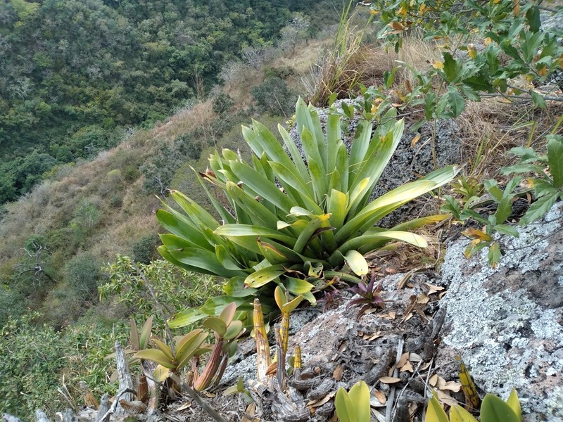 Pseudalcantarea grandis photo 7