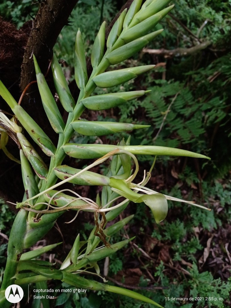 Pseudalcantarea macropetala