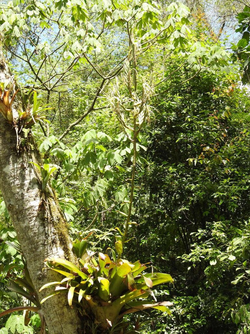Pseudalcantarea macropetala photo 2