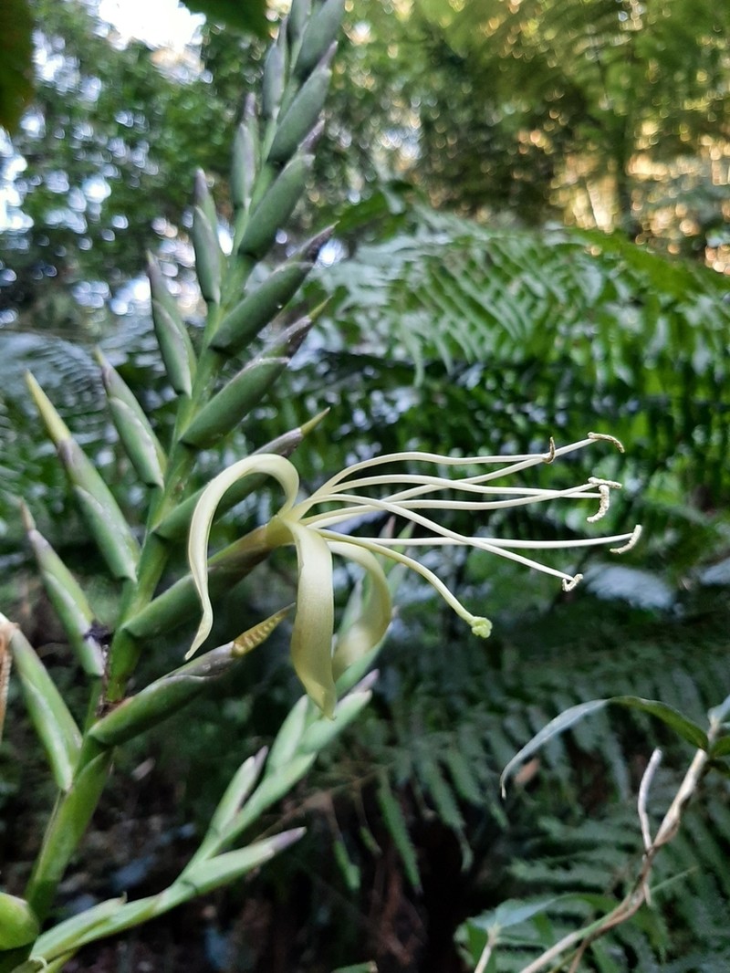 Pseudalcantarea macropetala photo 3