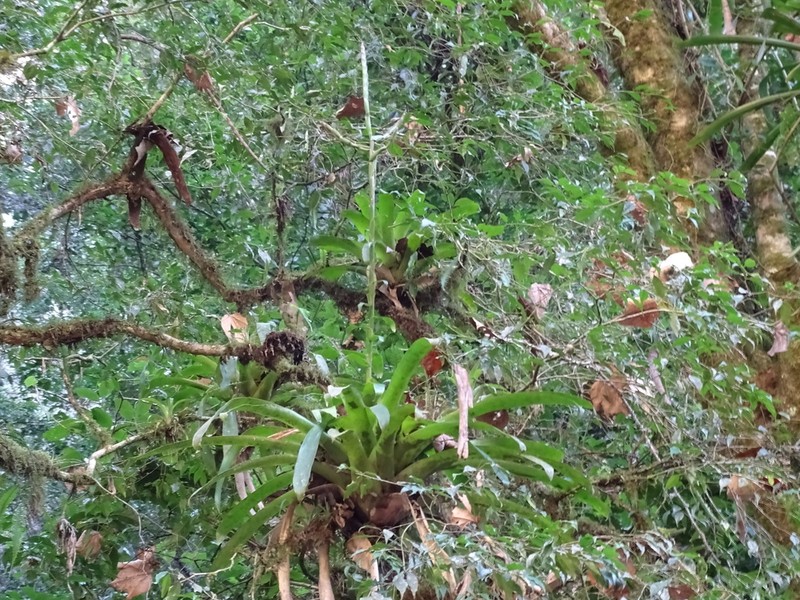 Pseudalcantarea macropetala photo 4