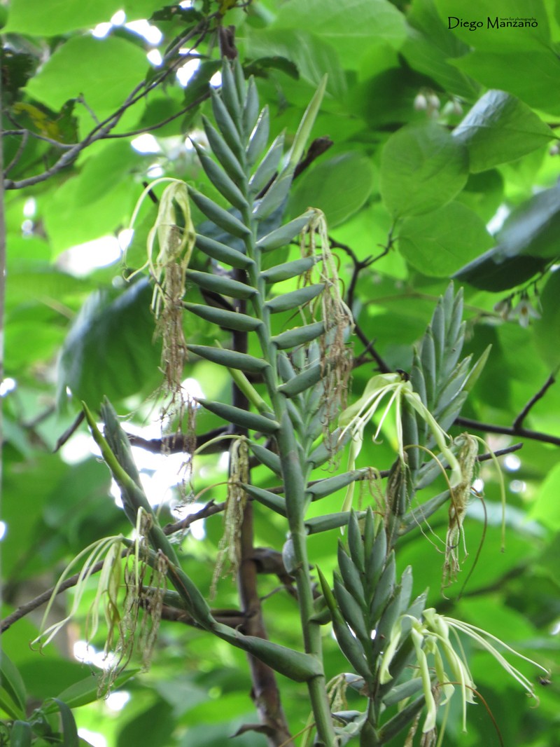 Pseudalcantarea macropetala photo 6