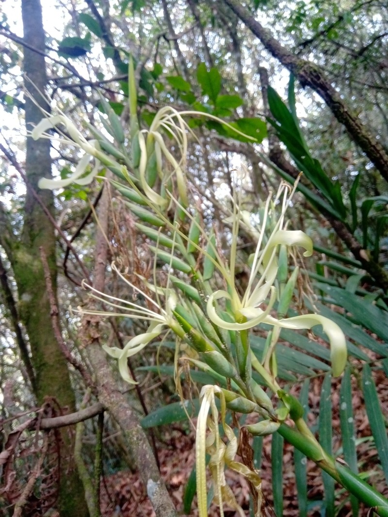 Pseudalcantarea macropetala photo 8