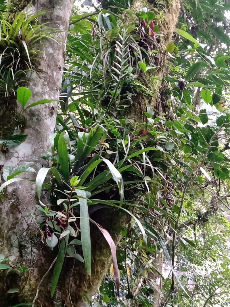 Pseudalcantarea viridiflora