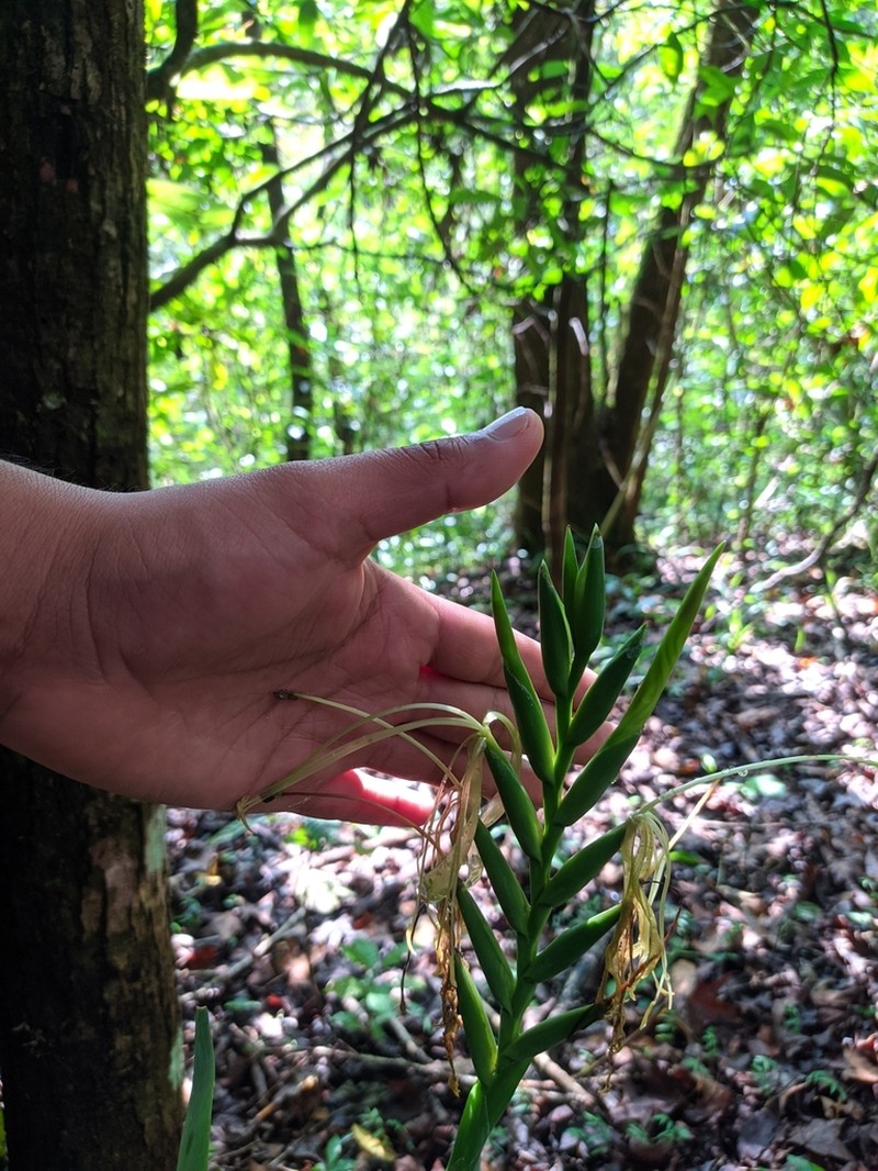 Pseudalcantarea viridiflora photo 2