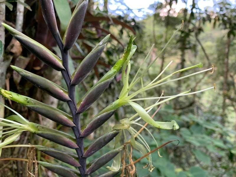 Pseudalcantarea viridiflora photo 3