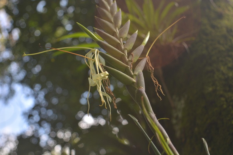 Pseudalcantarea viridiflora photo 4