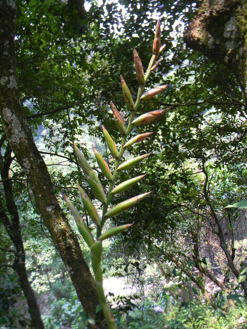 Pseudalcantarea viridiflora photo 5