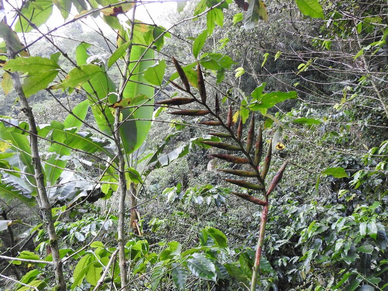 Pseudalcantarea viridiflora photo 6