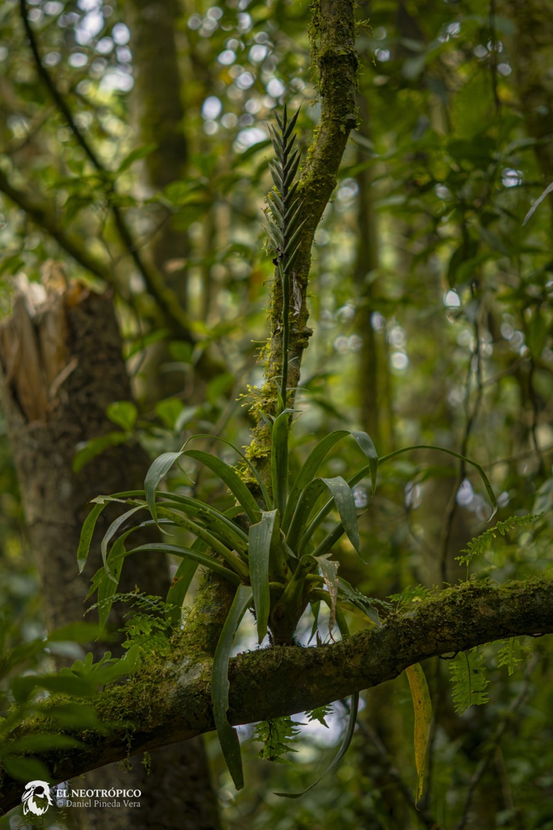 Pseudalcantarea viridiflora photo 7