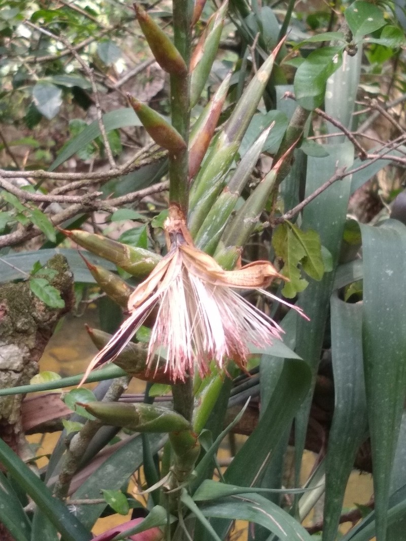 Pseudalcantarea viridiflora photo 8