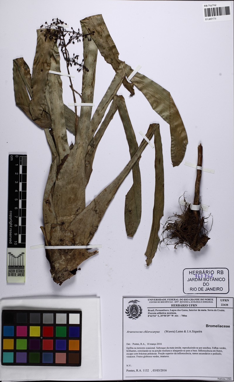 Pseudaraeococcus chlorocarpus