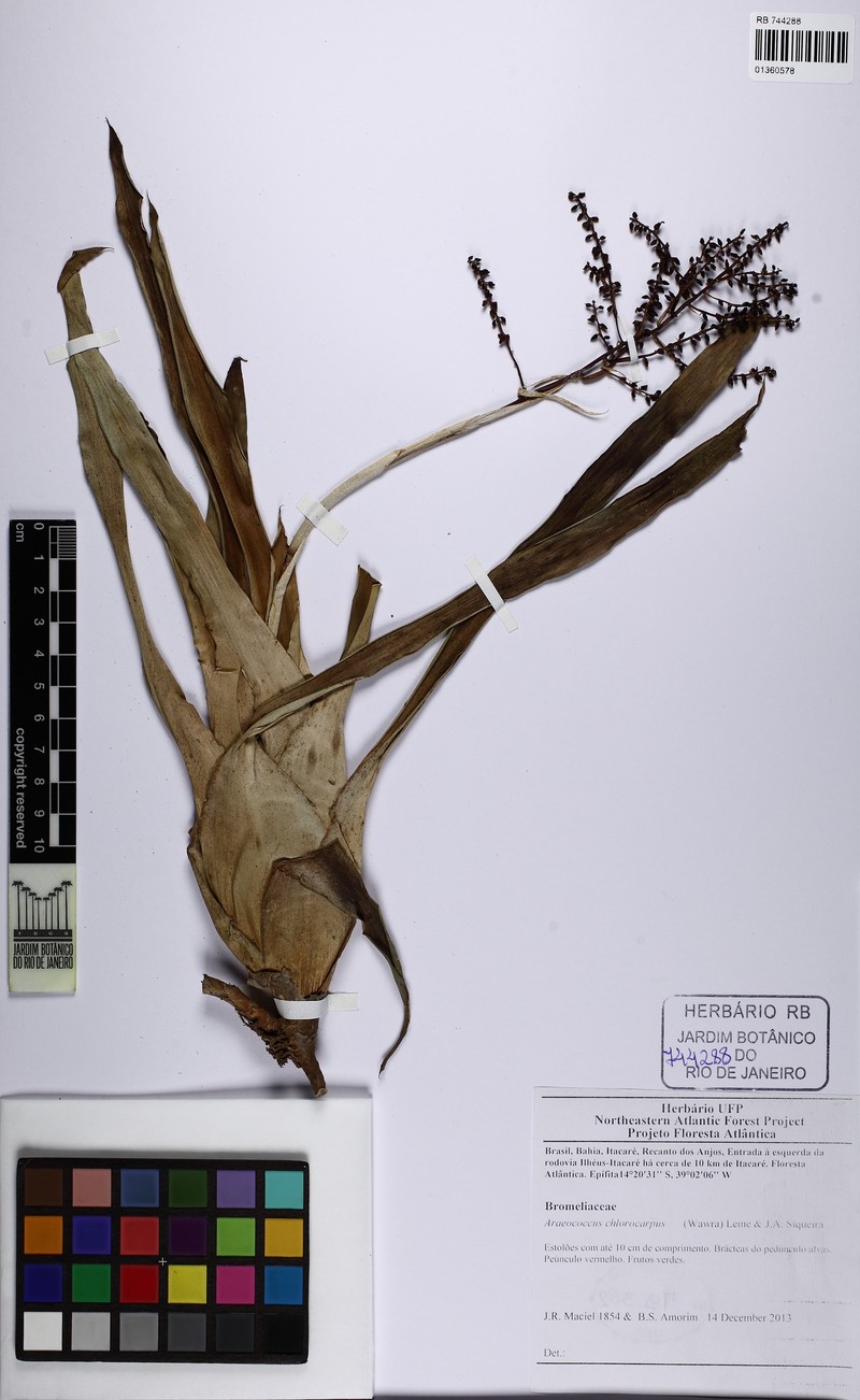 Pseudaraeococcus chlorocarpus photo 2