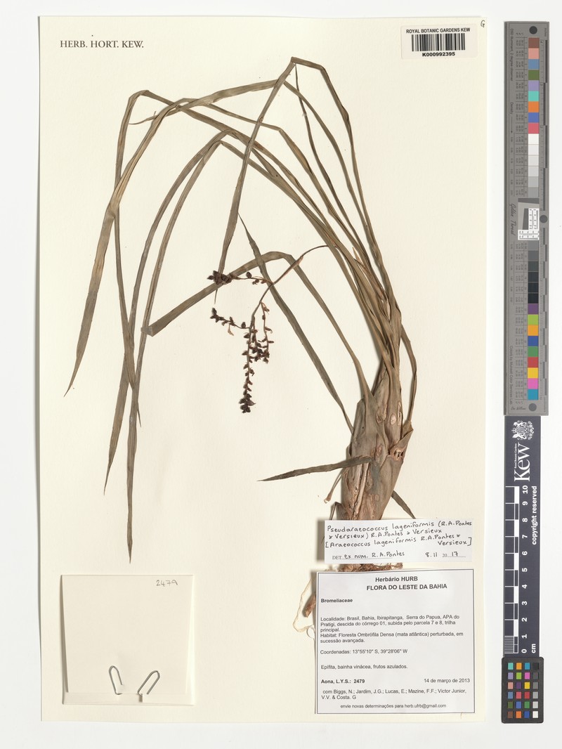 Pseudaraeococcus lageniformis