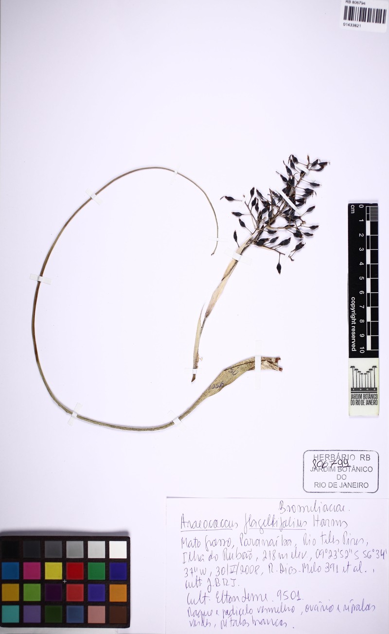 Pseudaraeococcus lageniformis photo 2