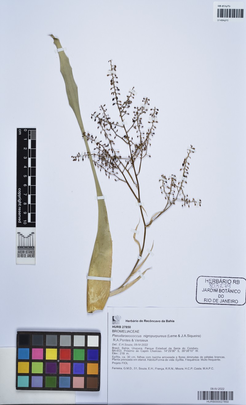 Pseudaraeococcus nigropurpureus
