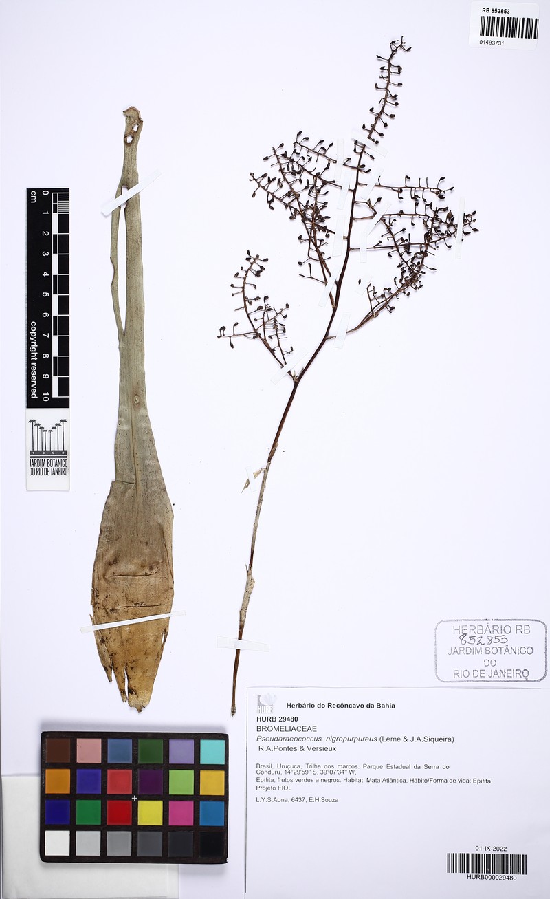 Pseudaraeococcus nigropurpureus photo 2