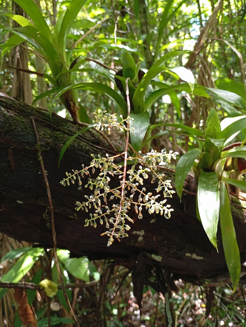 Pseudaraeococcus parviflorus photo 2