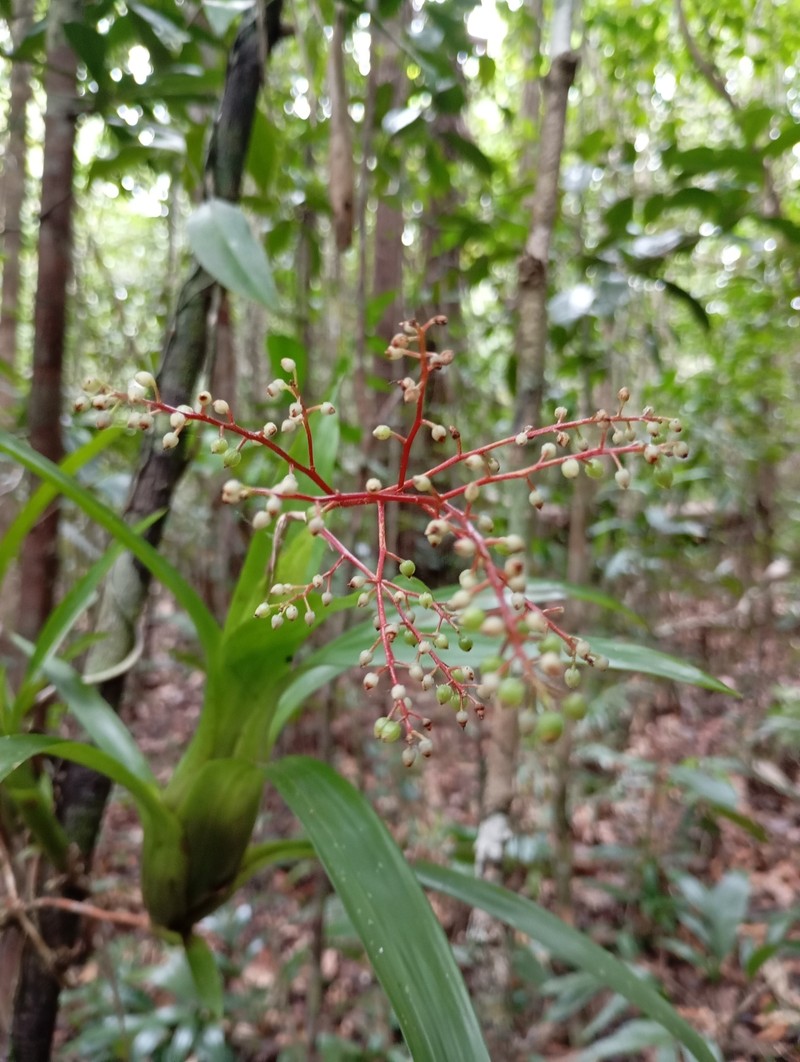 Pseudaraeococcus parviflorus photo 3