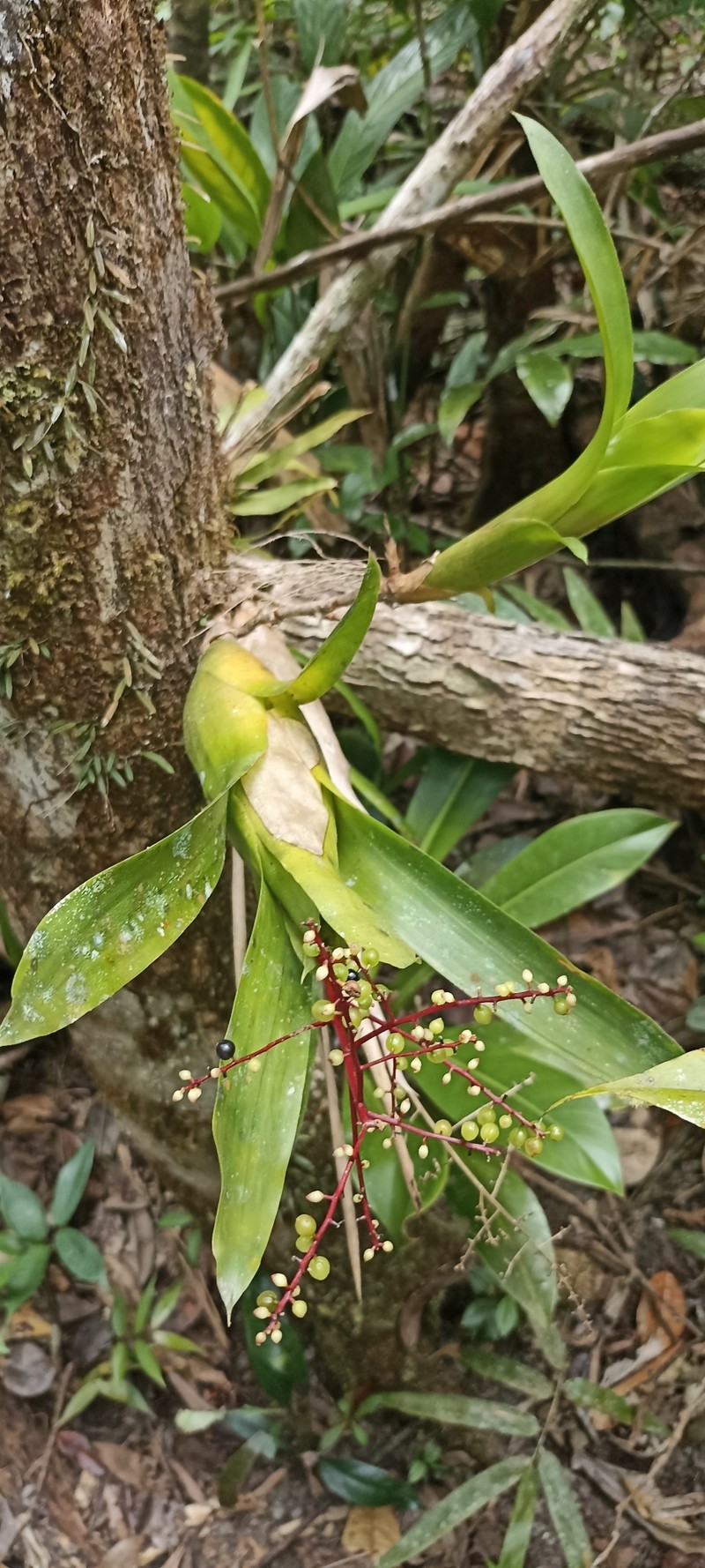 Pseudaraeococcus parviflorus photo 4