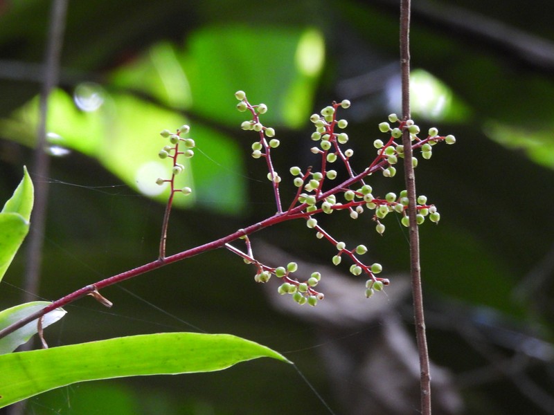 Pseudaraeococcus parviflorus photo 5