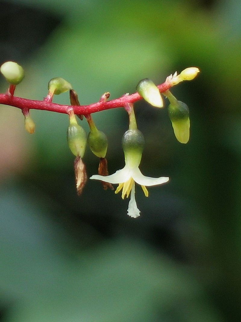 Pseudaraeococcus parviflorus