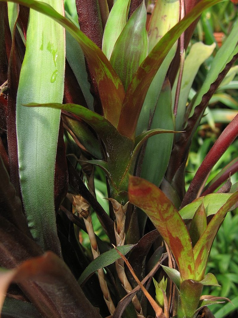 Pseudaraeococcus parviflorus photo 6