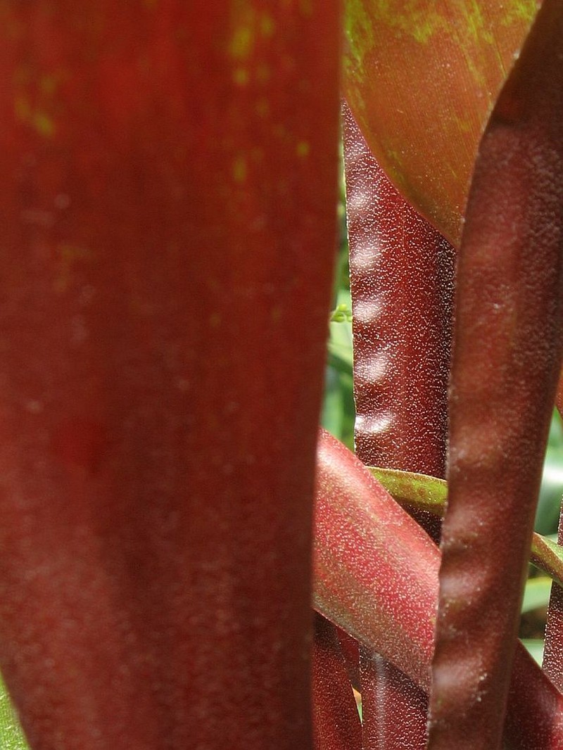 Pseudaraeococcus parviflorus photo 7