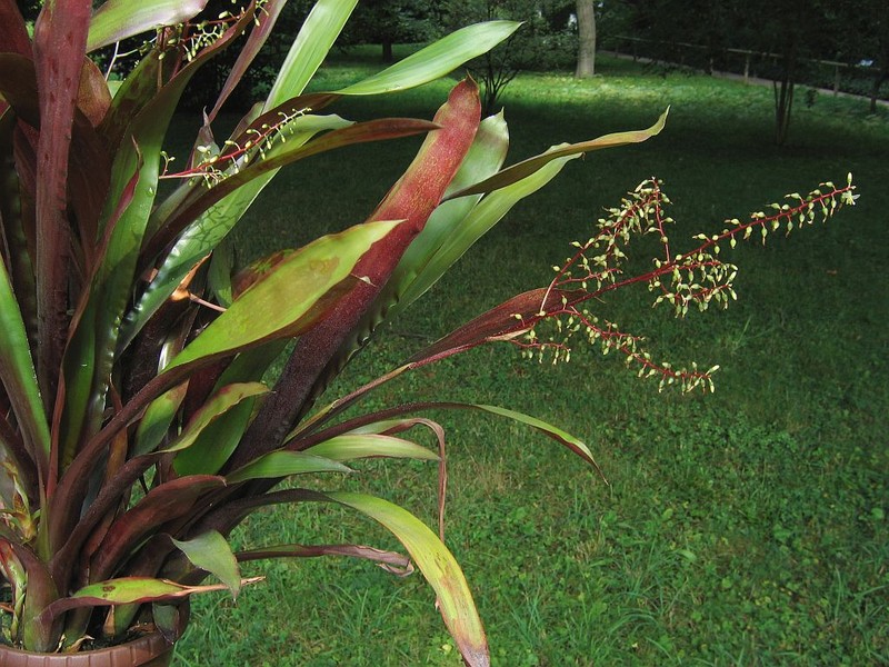 Pseudaraeococcus parviflorus photo 8