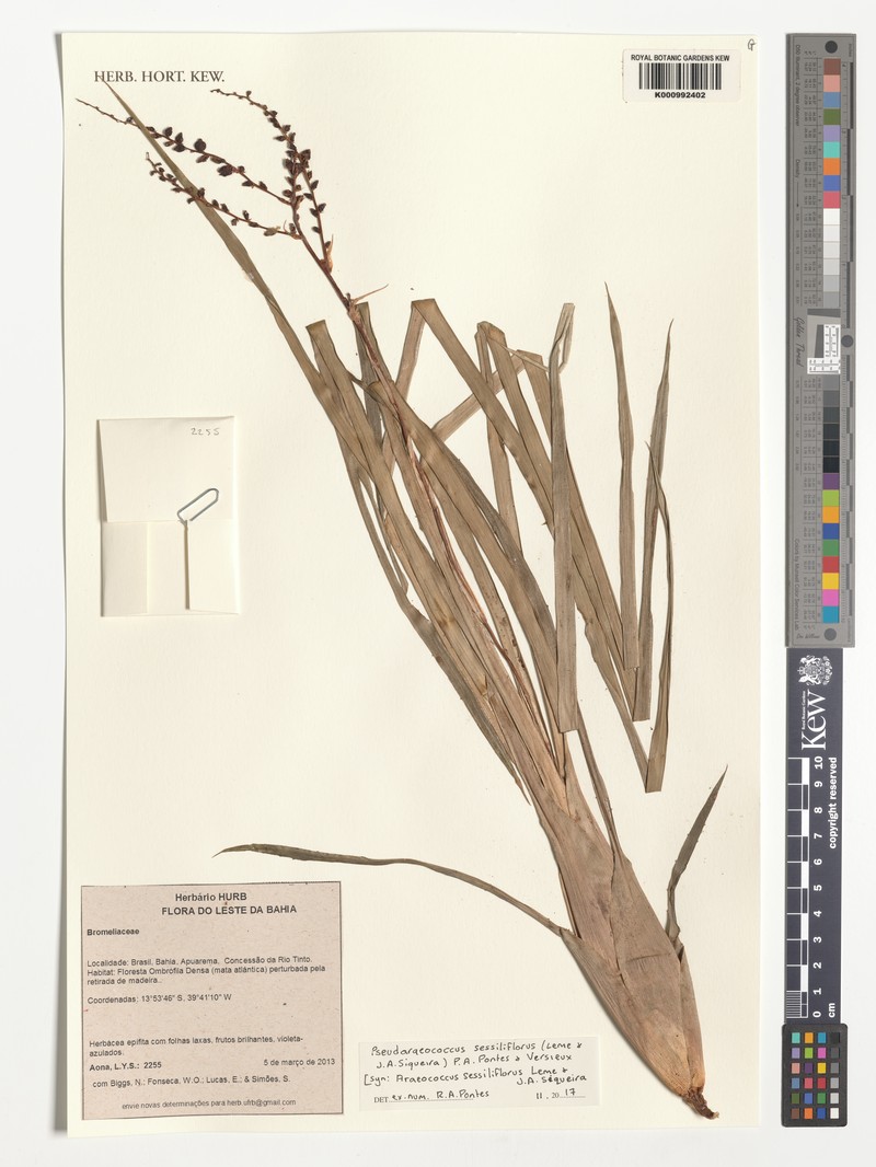 Pseudaraeococcus sessiliflorus photo 2