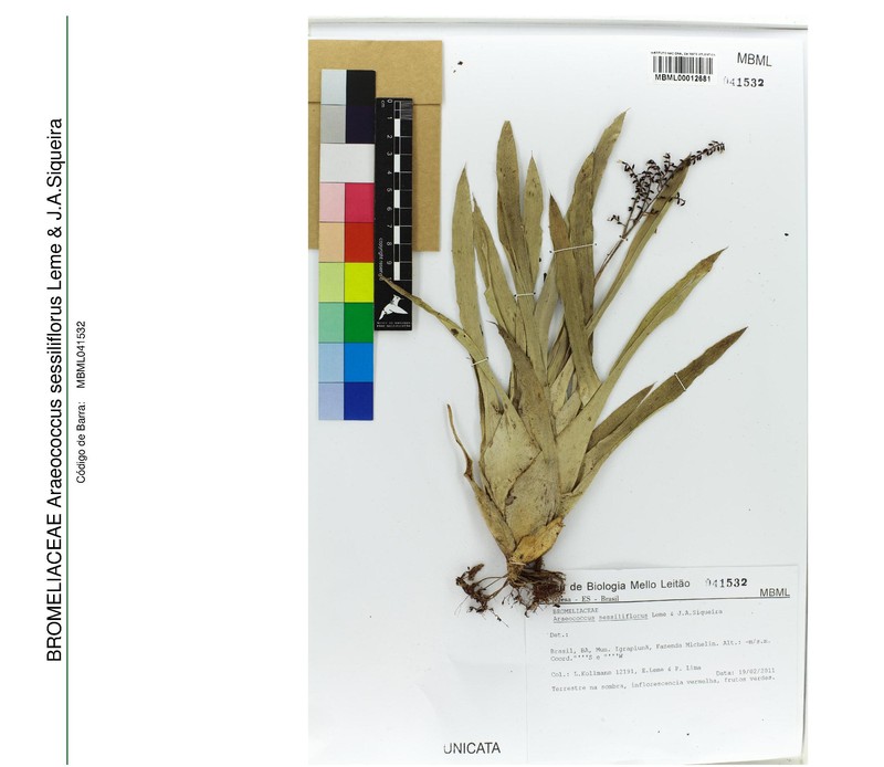 Pseudaraeococcus sessiliflorus