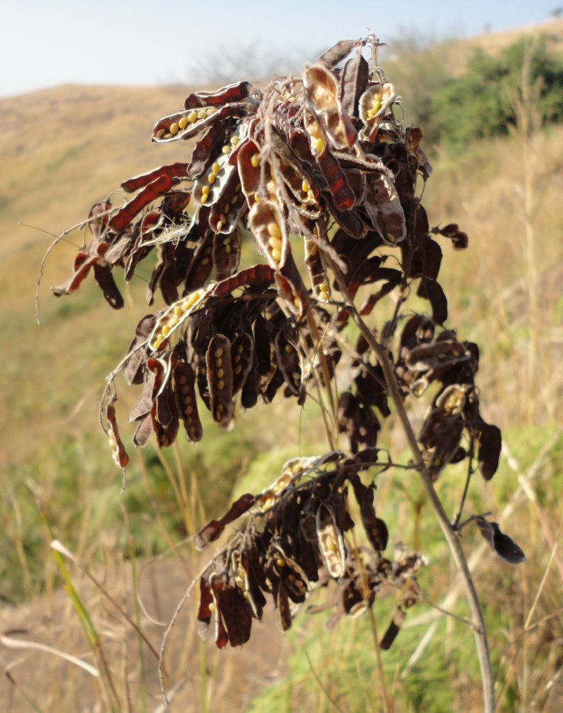 Pseudarthria hookeri
